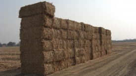 Corn Stover Bales